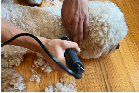 Dog Clippers for Thick Hair: Top Picks & Grooming Tips
