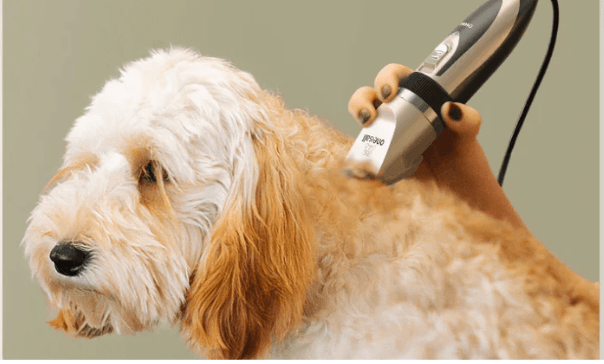 How to Cut Dogs Hair with Clippers Safely at Home