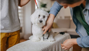How to Cut Dog Hair at Home with Clippers
