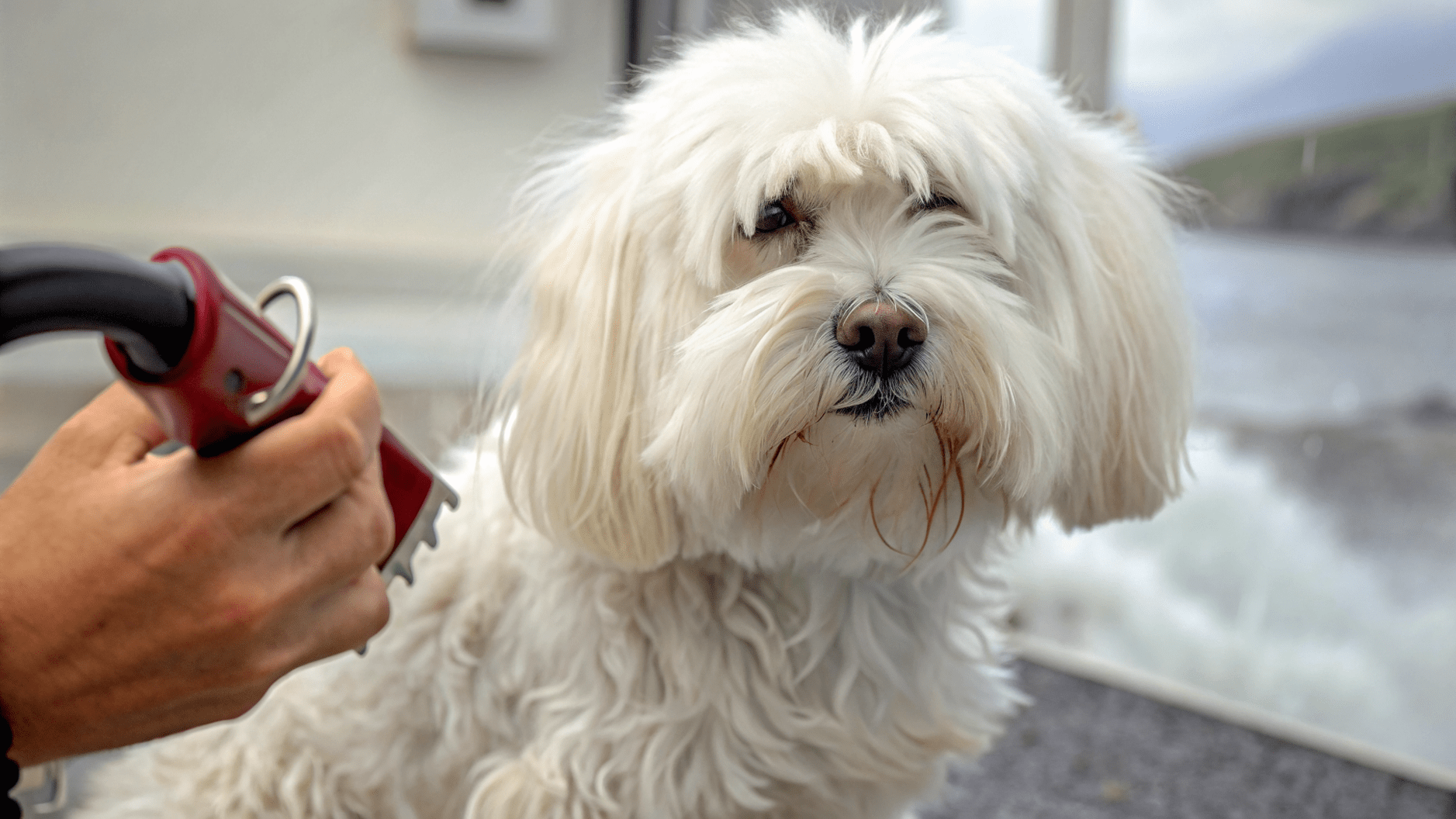 How to Cut Dog Hair at Home with Clippers