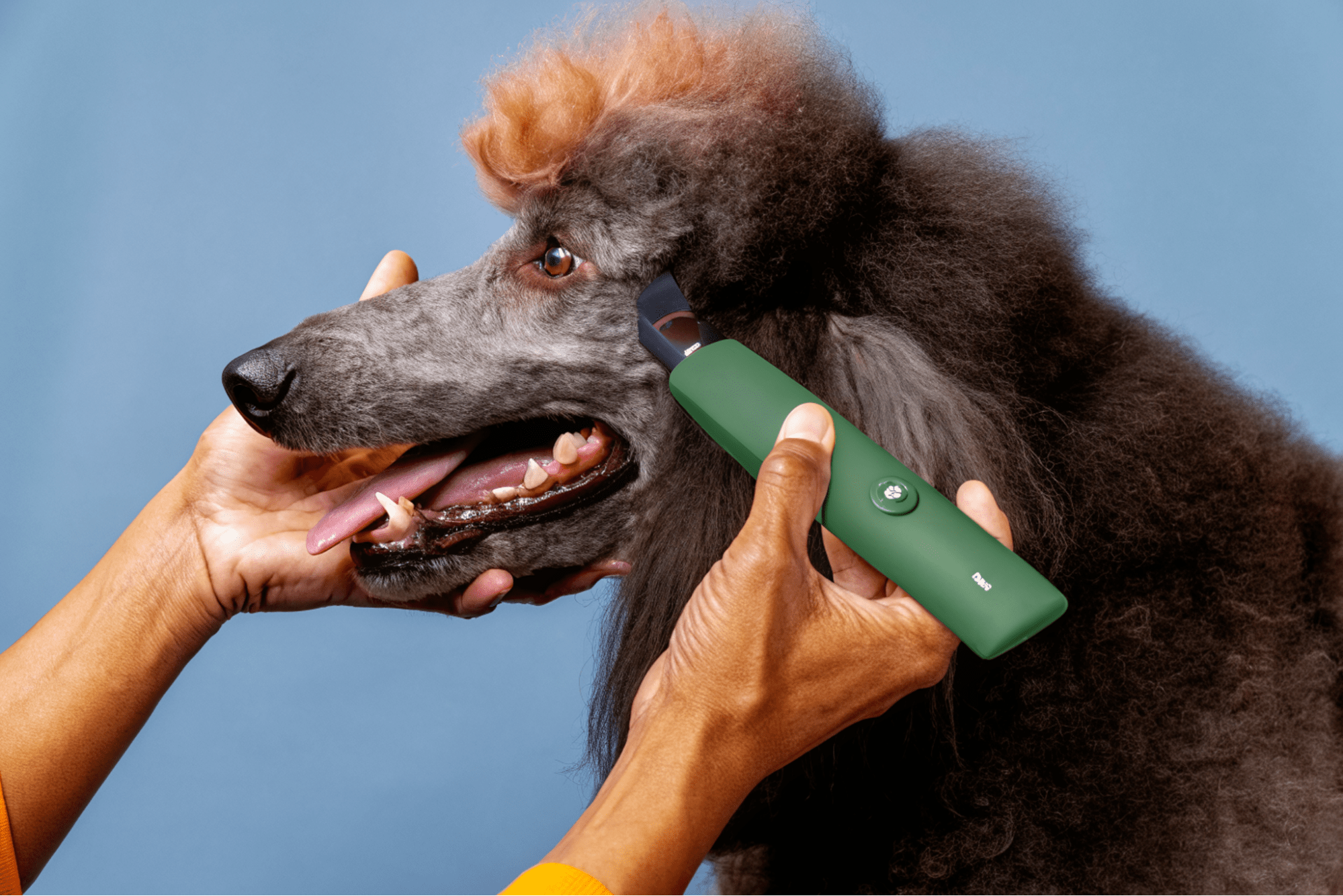How to Use a Dog Clipper for the First Time: A Beginner's Guide