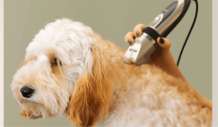 How to Cut Dogs Hair with Clippers Safely at Home