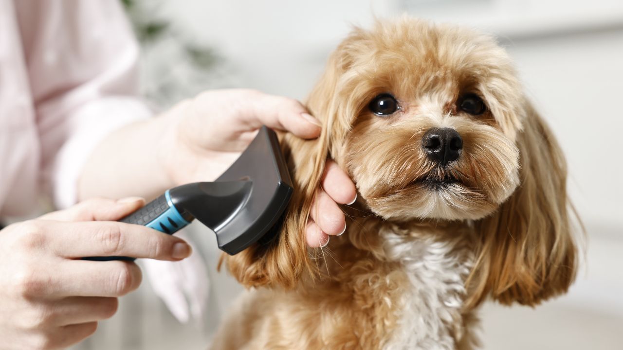 Dog Clippers for Thick Hair: Top Picks & Grooming Tips