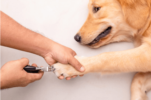 Stop Dog Nail Bleeding Home Remedy